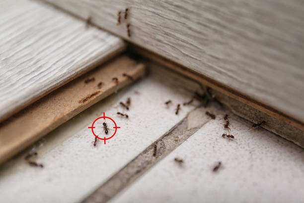 Best Residential Pest Control  in Peotone, IL